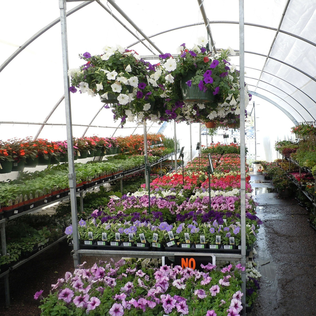 Nursery Garden Интернет Магазин Растений